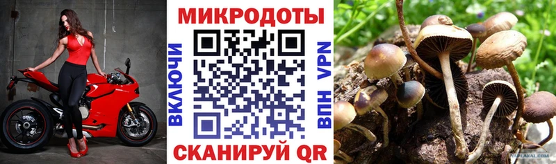 Галлюциногенные грибы Cubensis  блэк спрут ССЫЛКА  Новоржев 